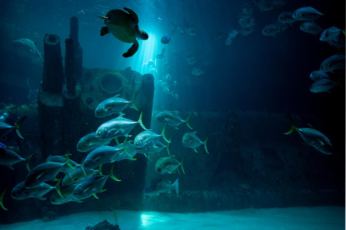 Aquarium