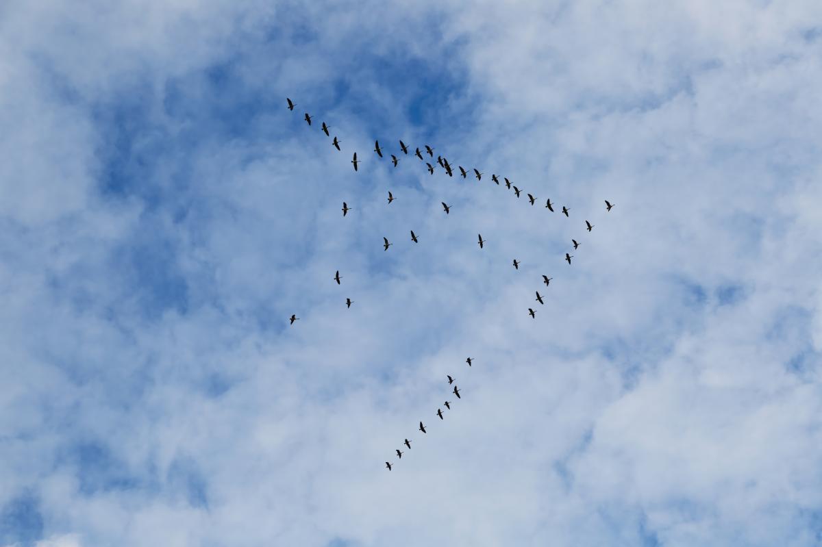 Migrating Ducks