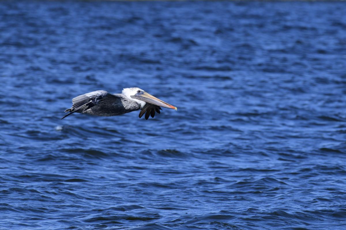 Flying pelican