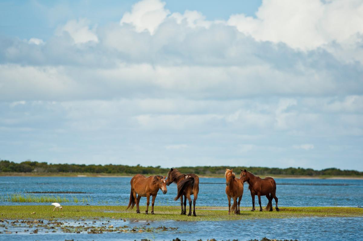 Horses