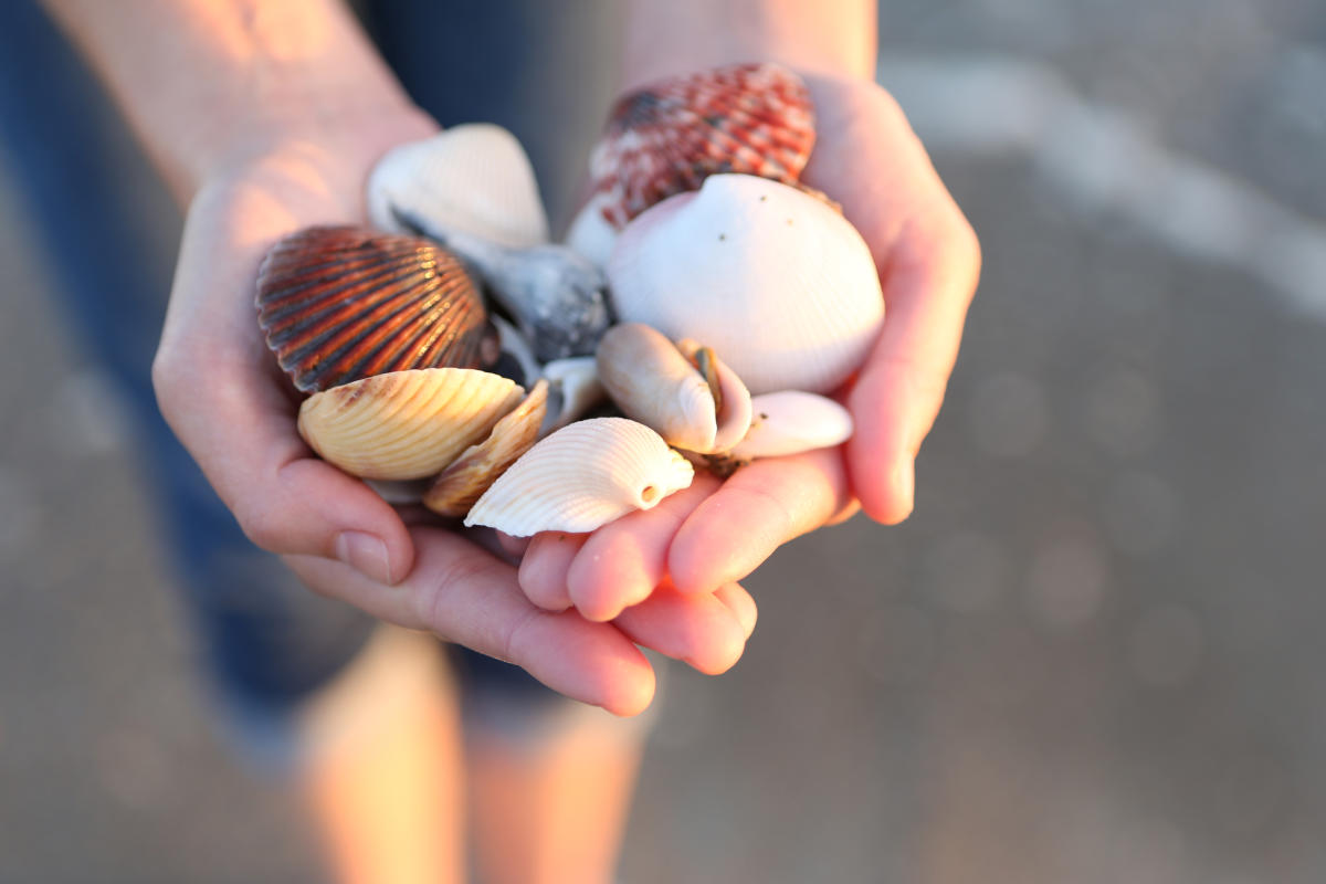 Person holding shells on beach