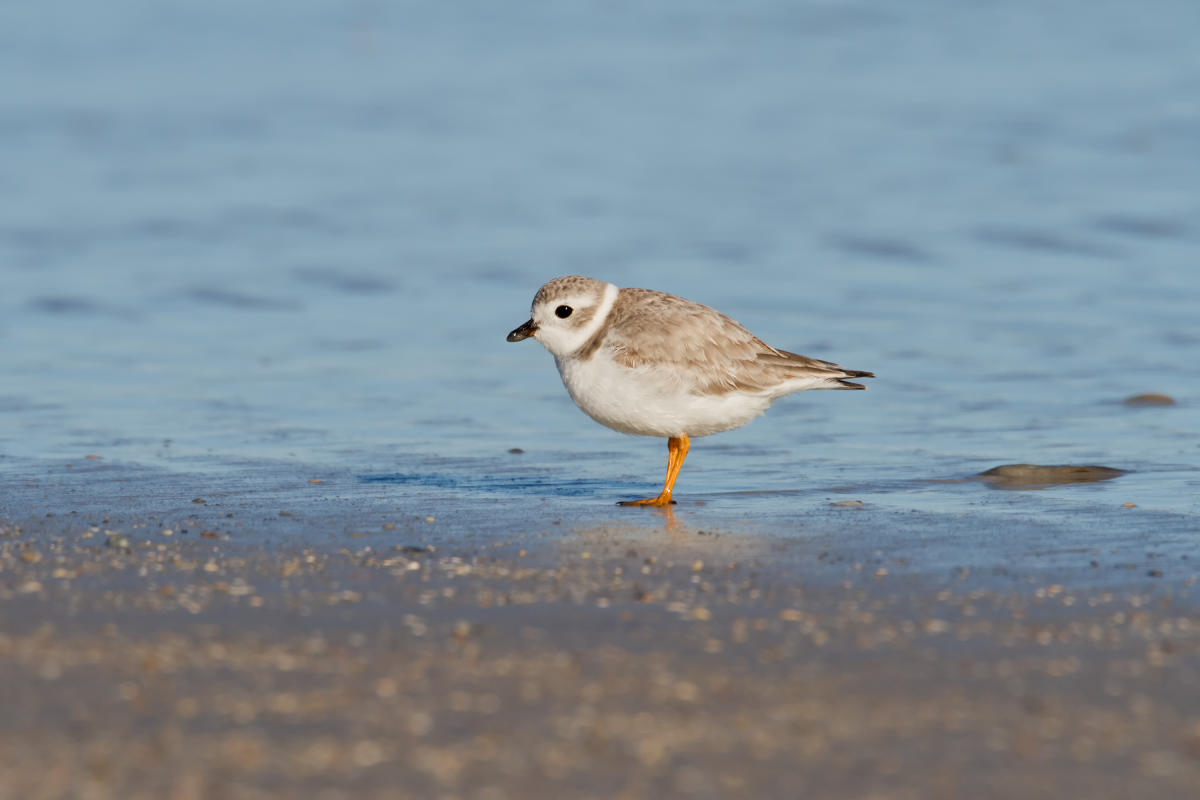 Piping Plover