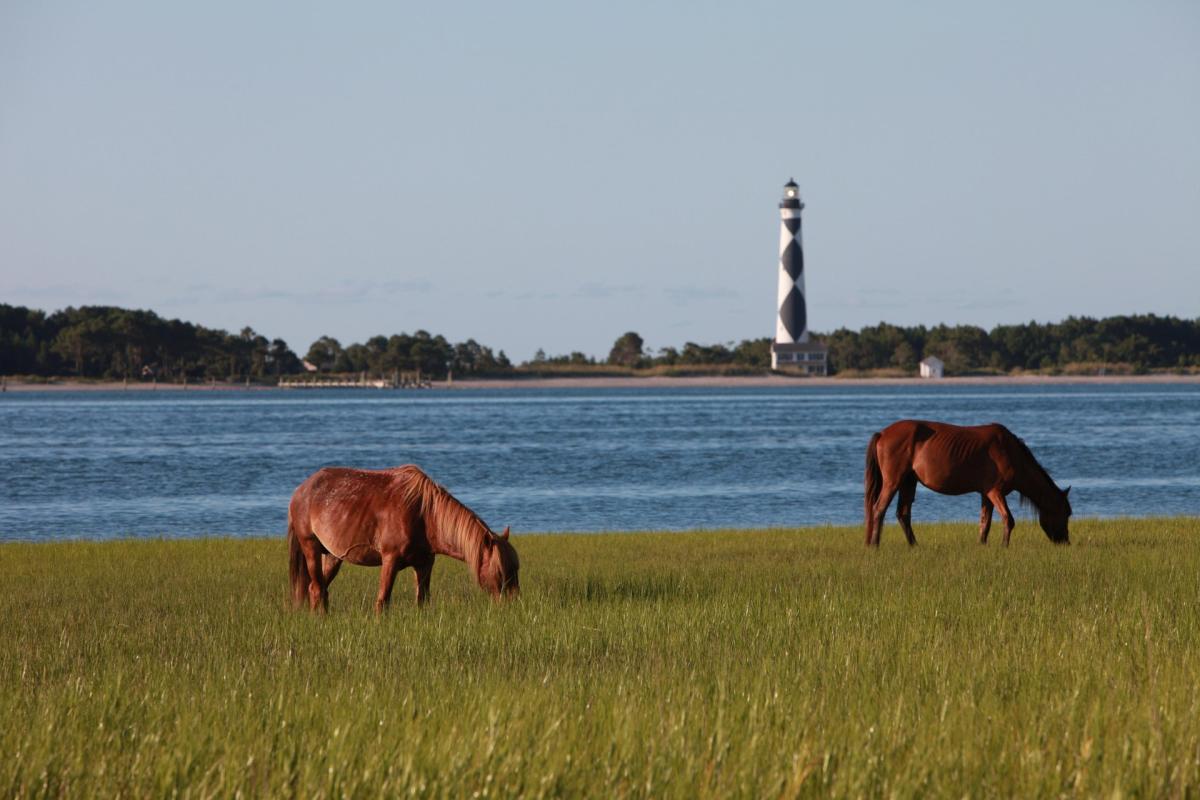 two horses grazing on the march with a lighthouse in the background