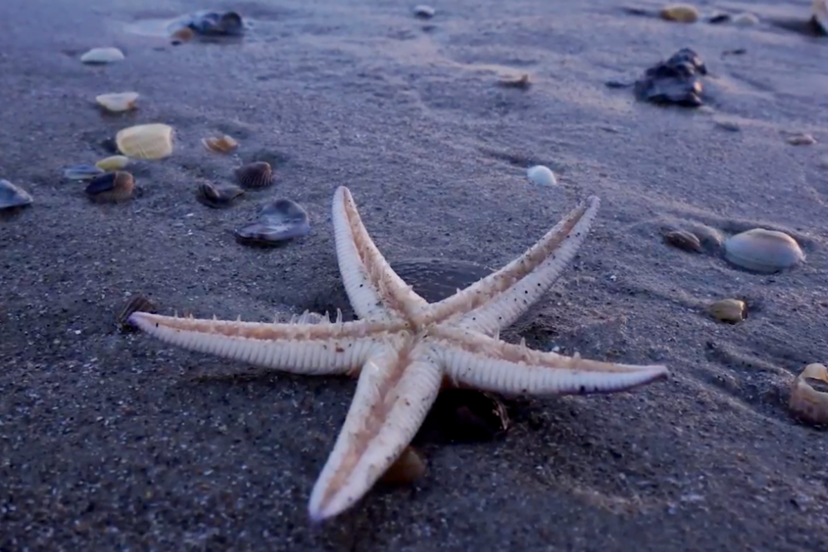 Starfish