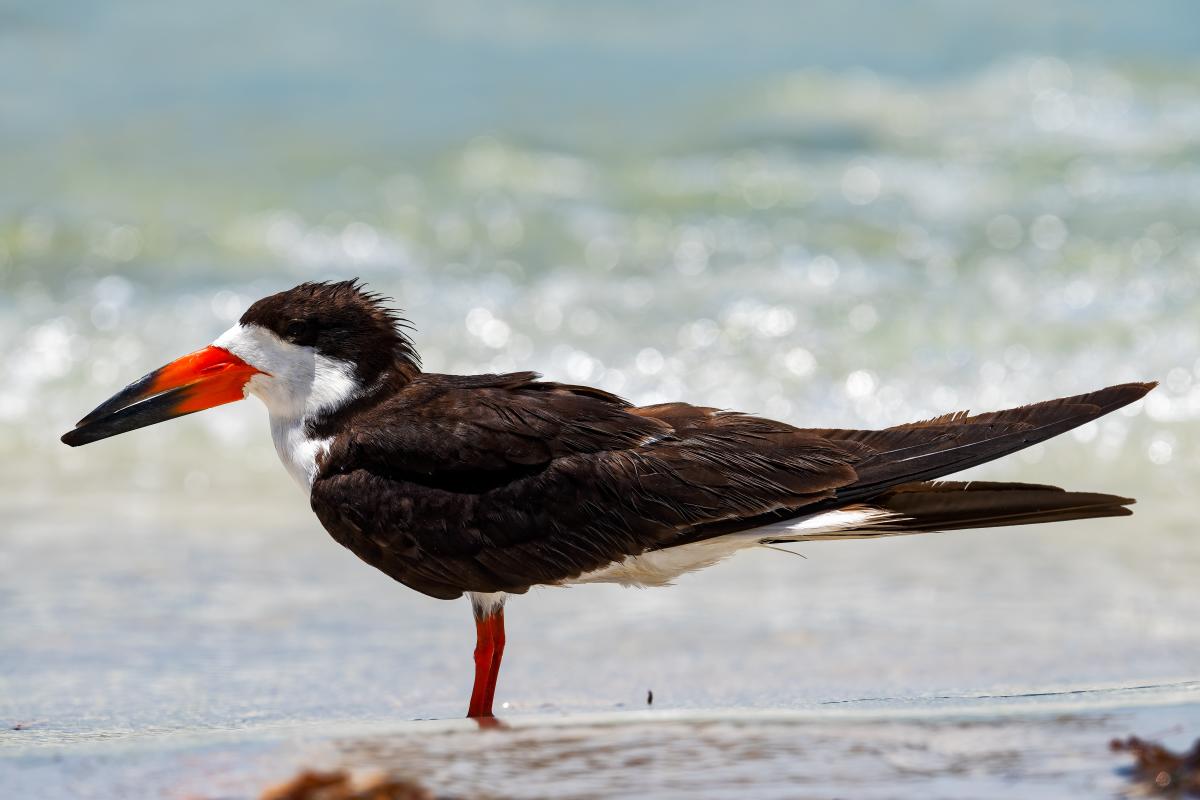 Black Skimmer on beach