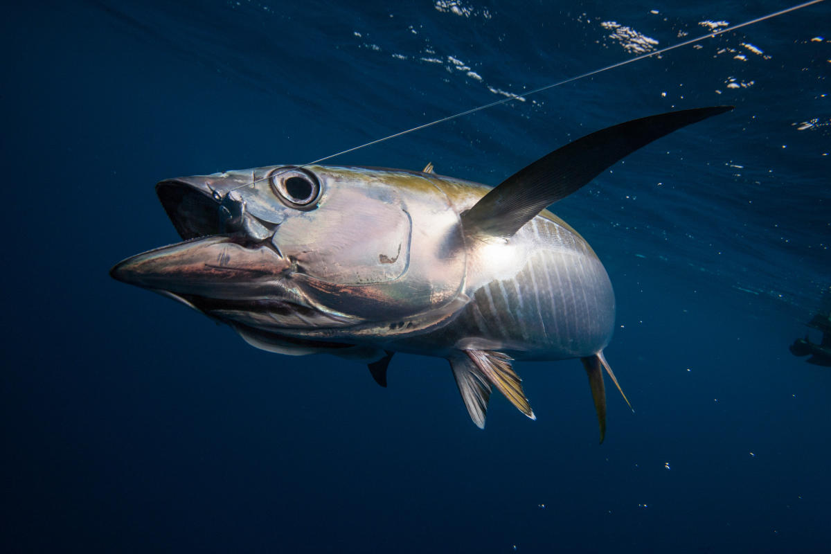 Yellow Fin Tuna swimming with a fishing hook in it's mouth