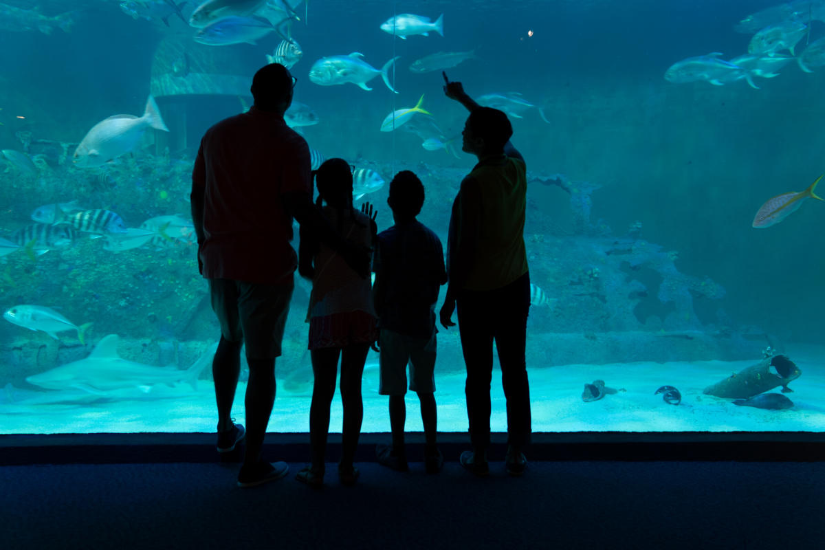 Aquarium Family