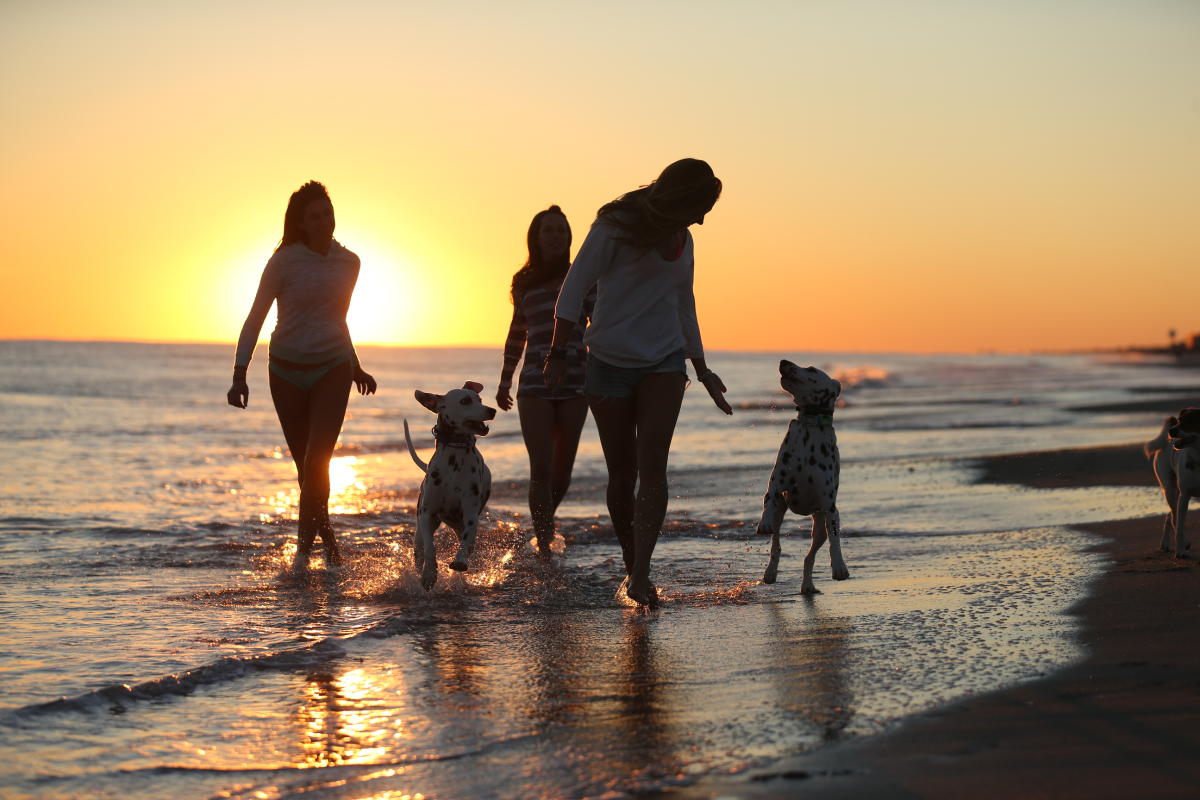 Dogs on the beach