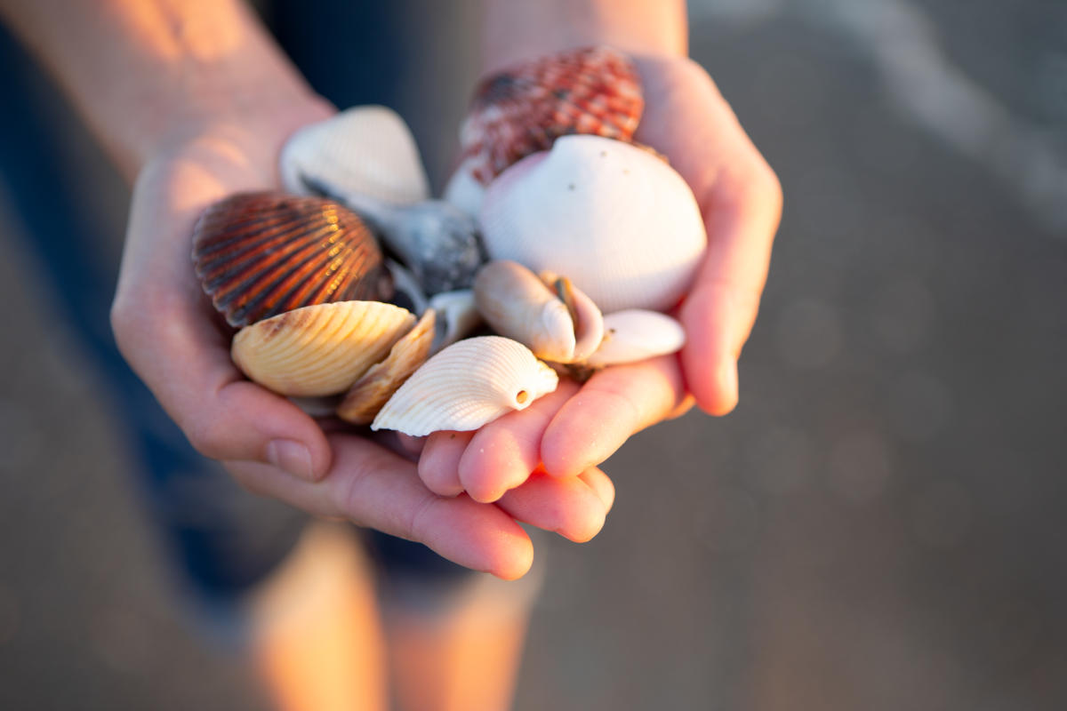 Shelling