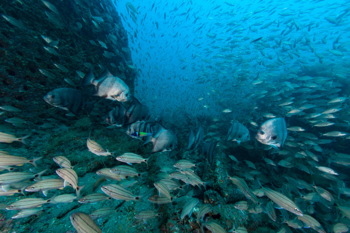 Spade Fish around Shipwreck