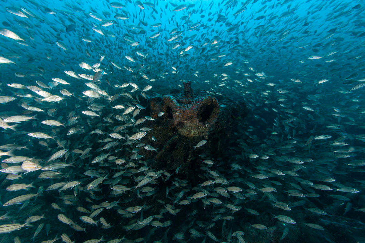 Lots of Fish around Shipwreck