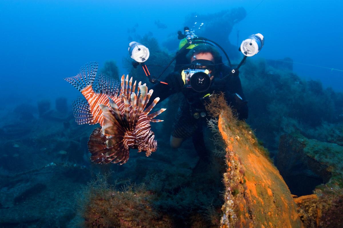 Lion Fish