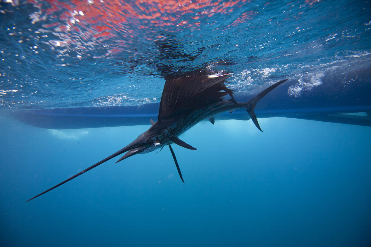 marlin swimming in the water