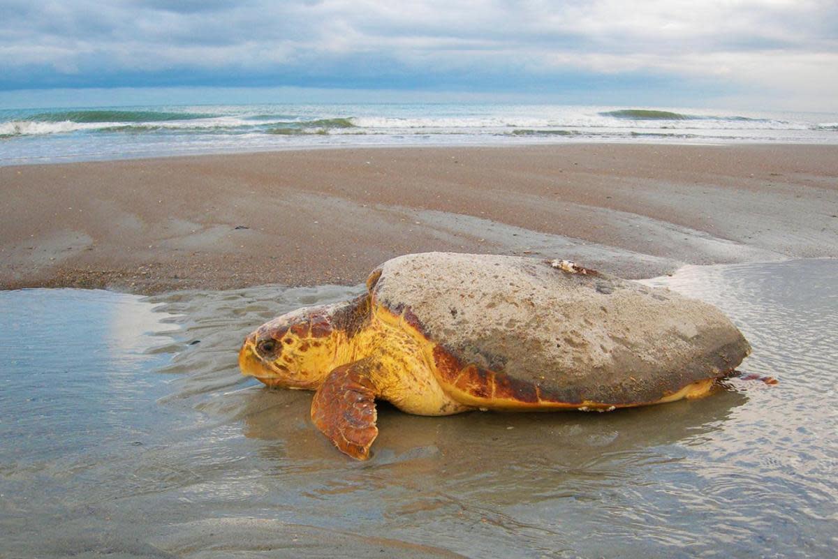 Fort Macon State Park Loggerhead Turtle