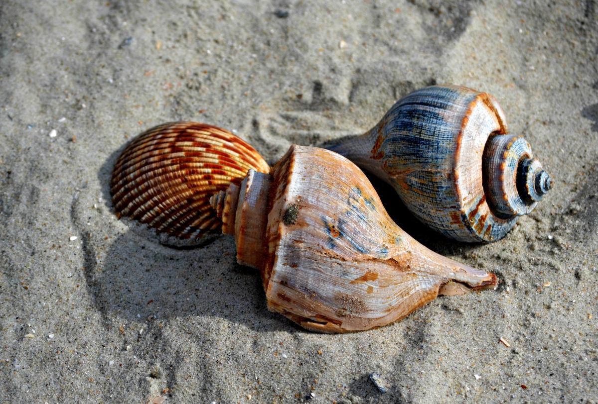 Eastern NC Seashells