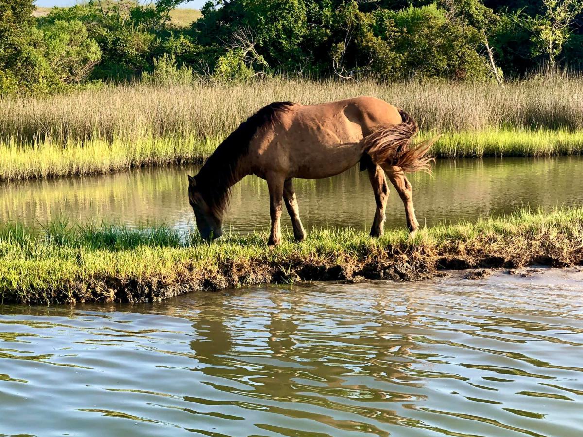 Rachel Carson Horse