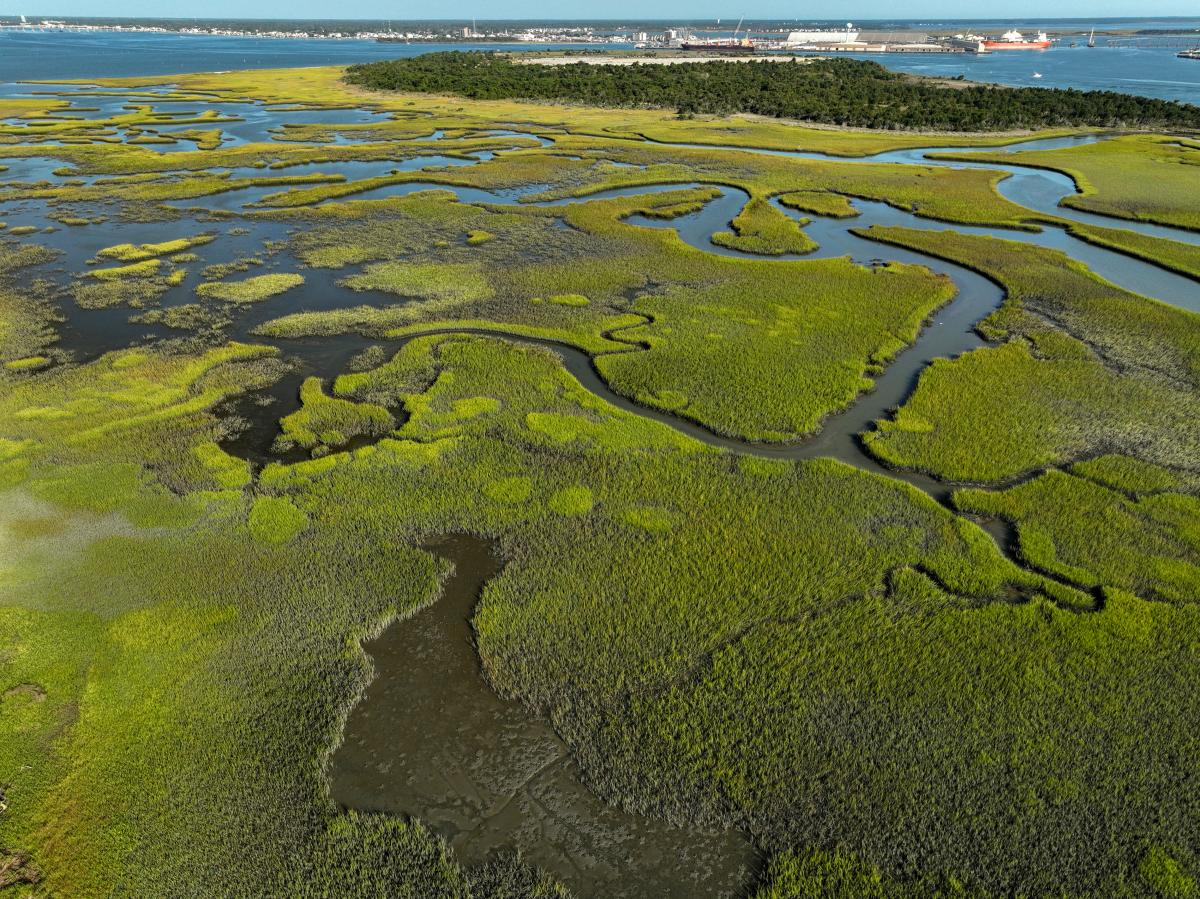 Fort Macon Marsh