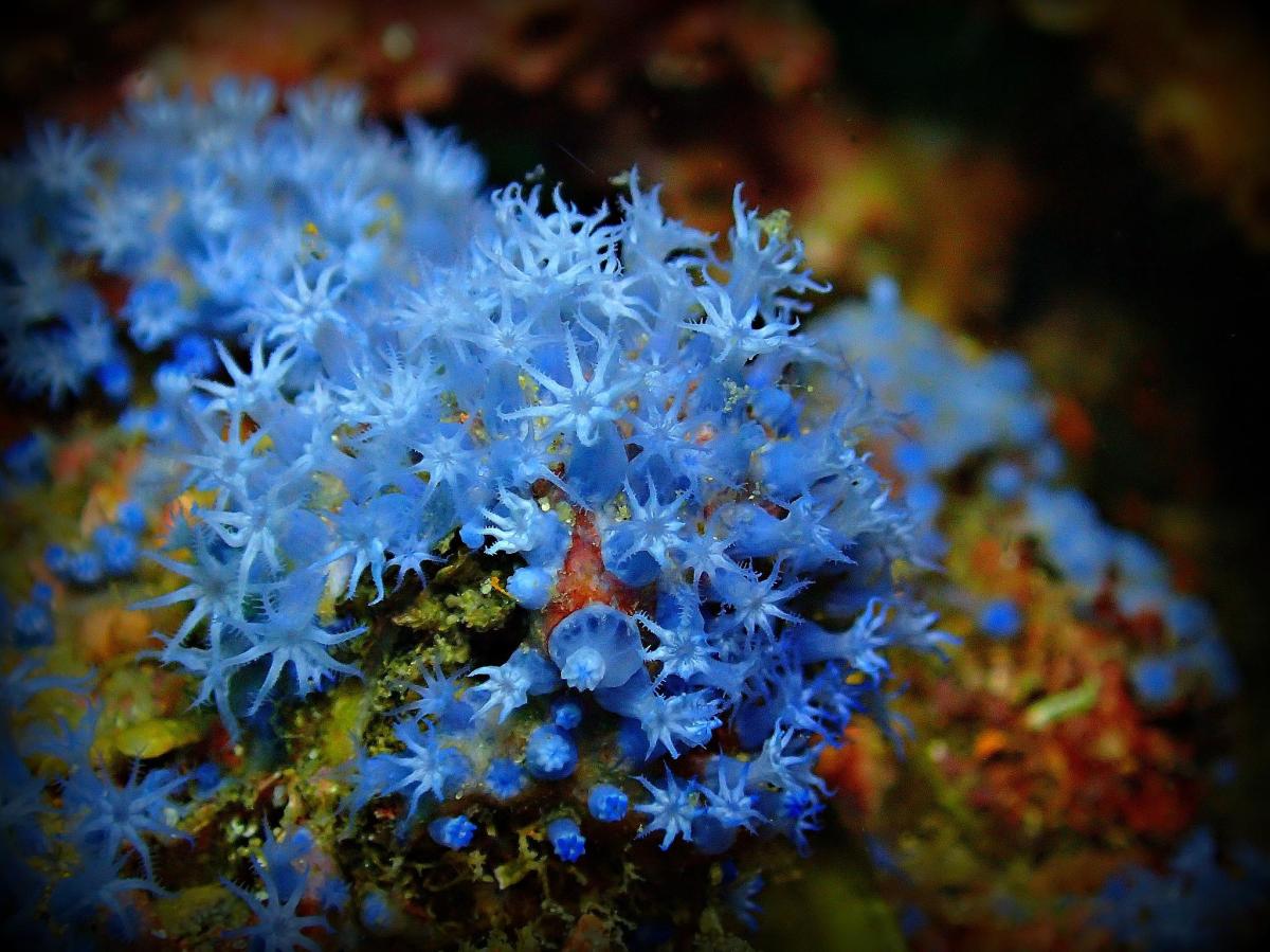 Blue Coral