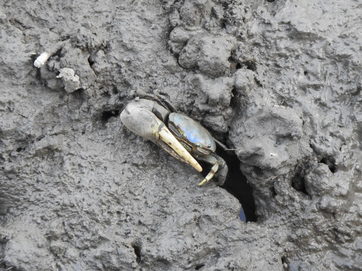 Fiddler Crab