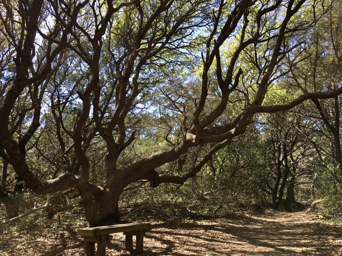 Elliott Coues Trail