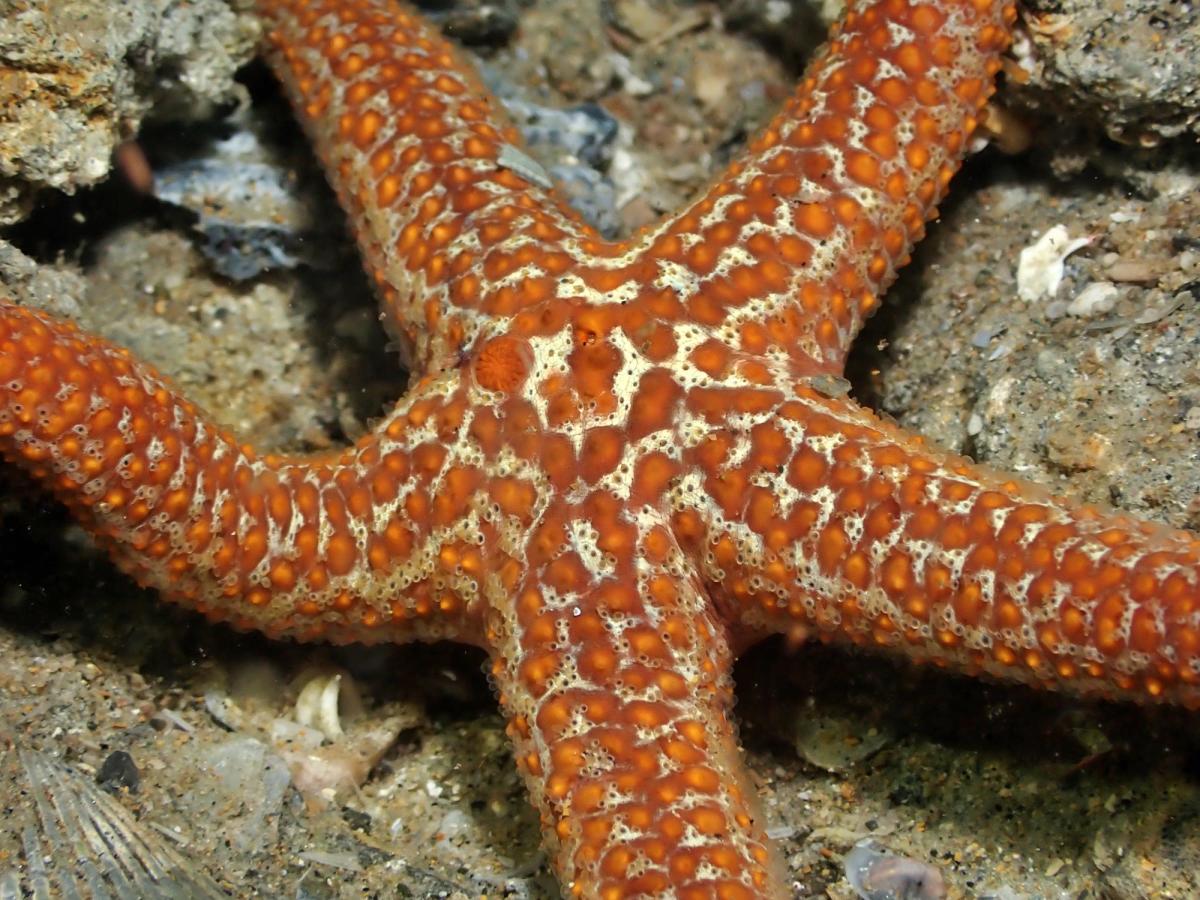 Sea Star