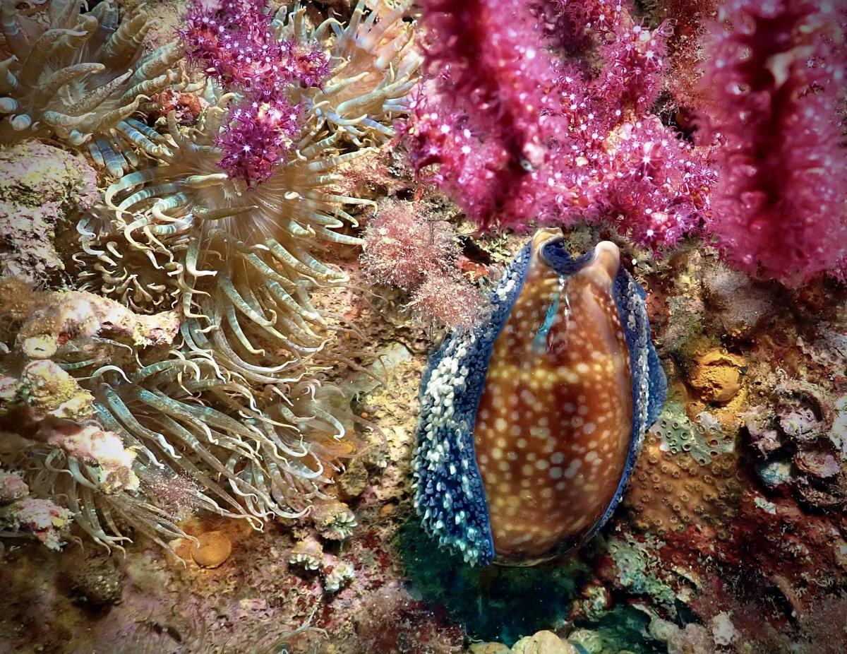 Sea Slug
