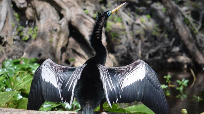 St. John's River Eco-Tours