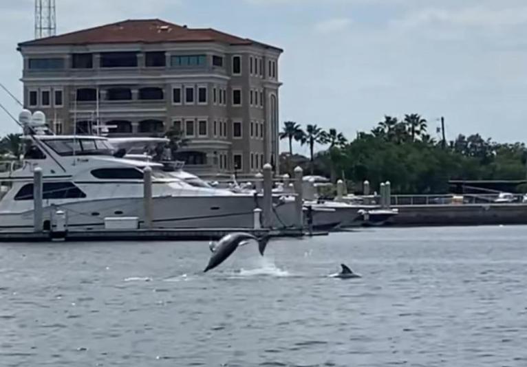 Dolphins Jumping