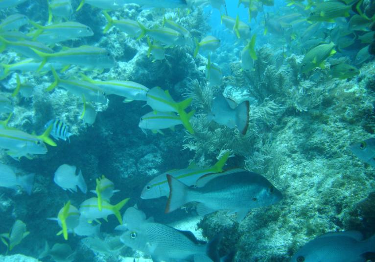 Atlantic Scuba Guide & Services