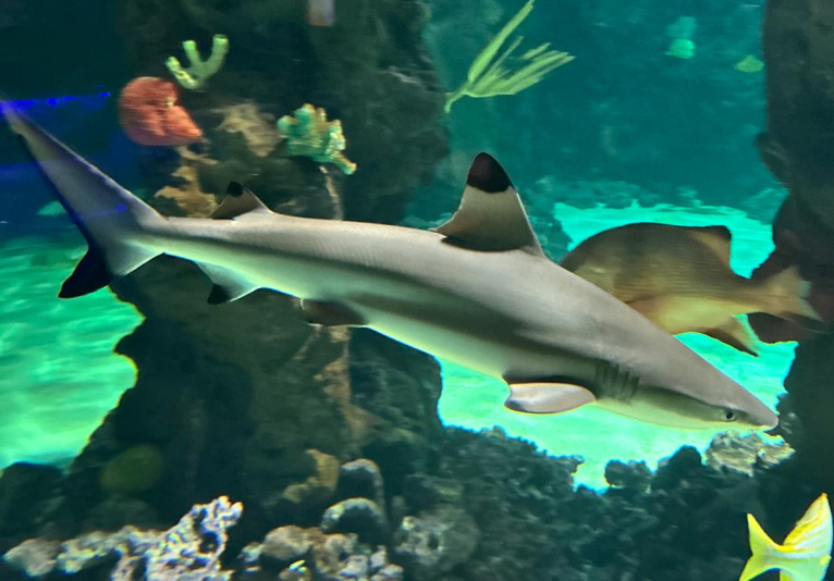 Black Tip Reef Shark