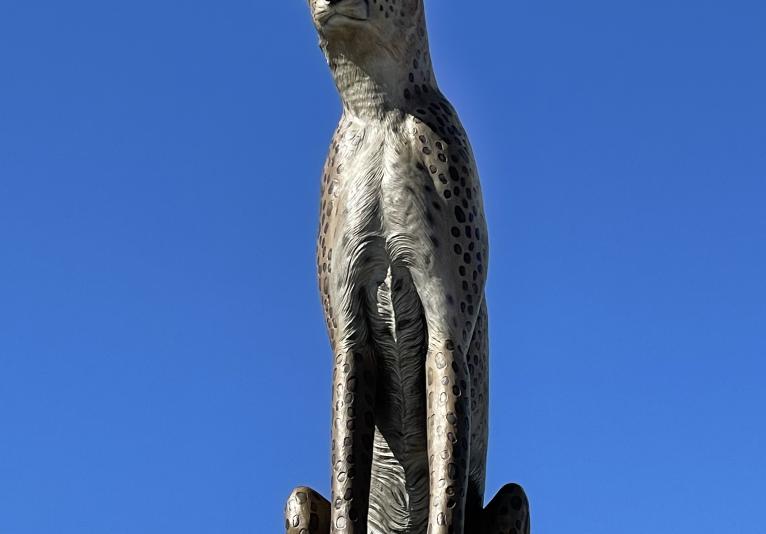 Cheetah on a Rock
