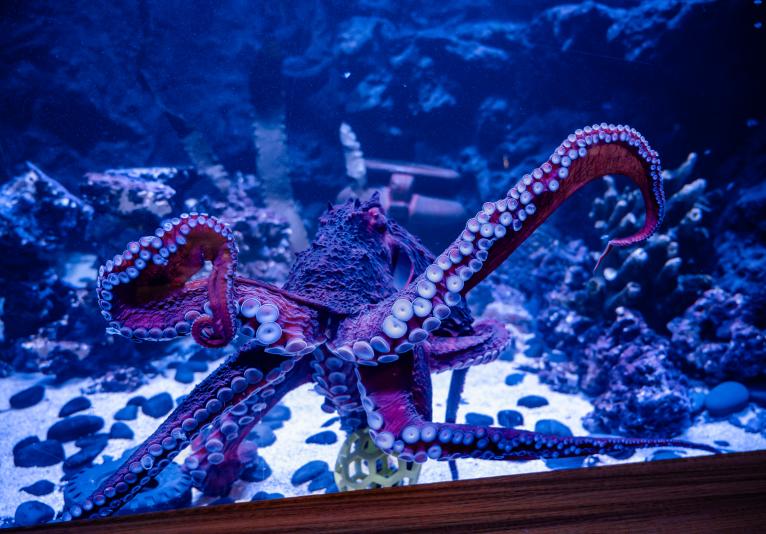 Octopus