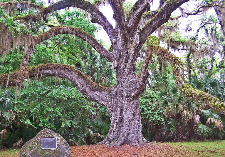 fairchild oak