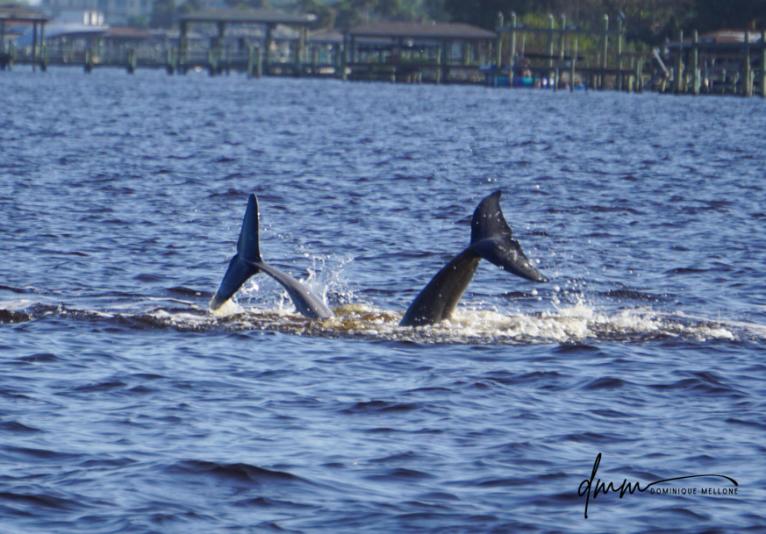 Dolphins Dive