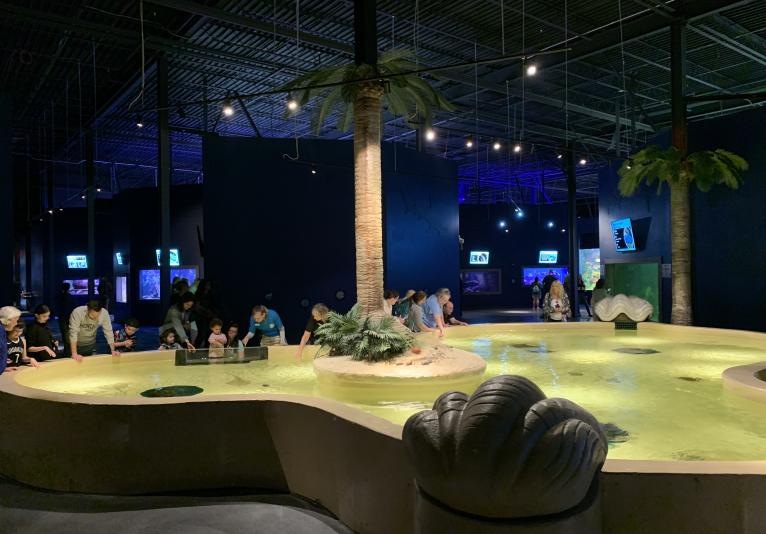 Touch tank 1