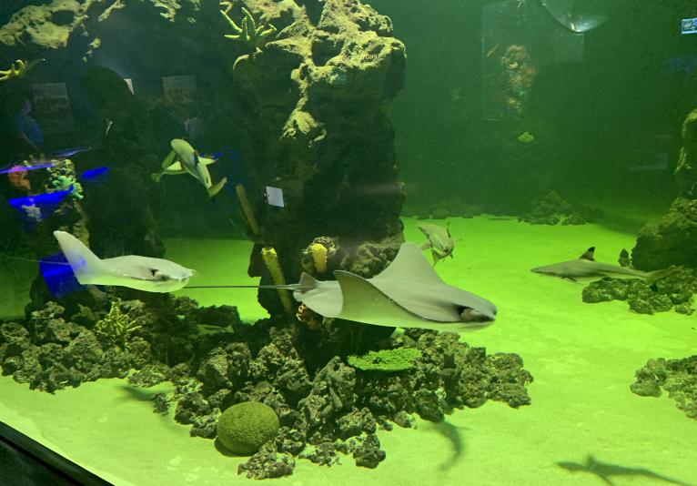 Daytona Aquarium tank