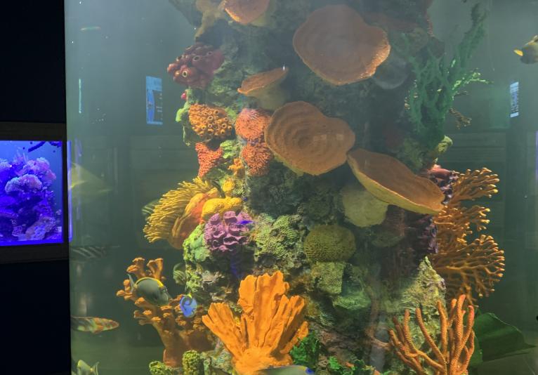 Daytona Aquarium tank