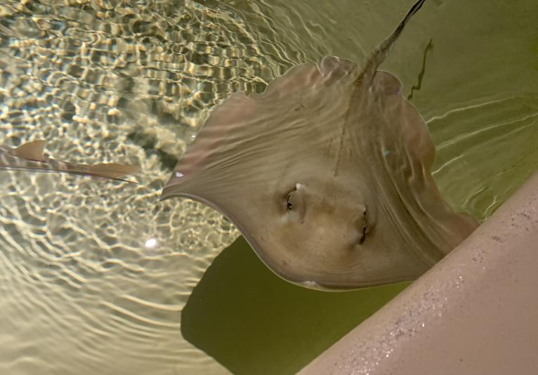 Daytona Aquarium Stingray