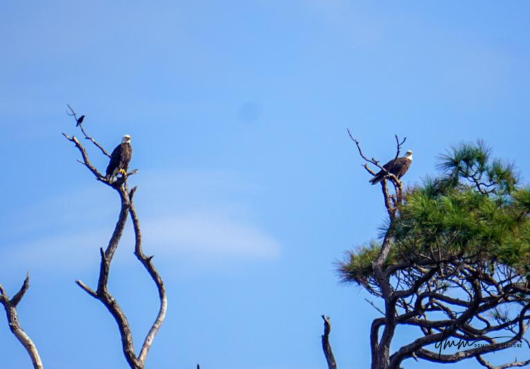 Bald Eagle Pair