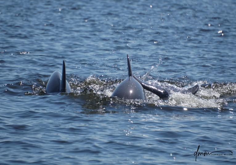 Dolphin Pod