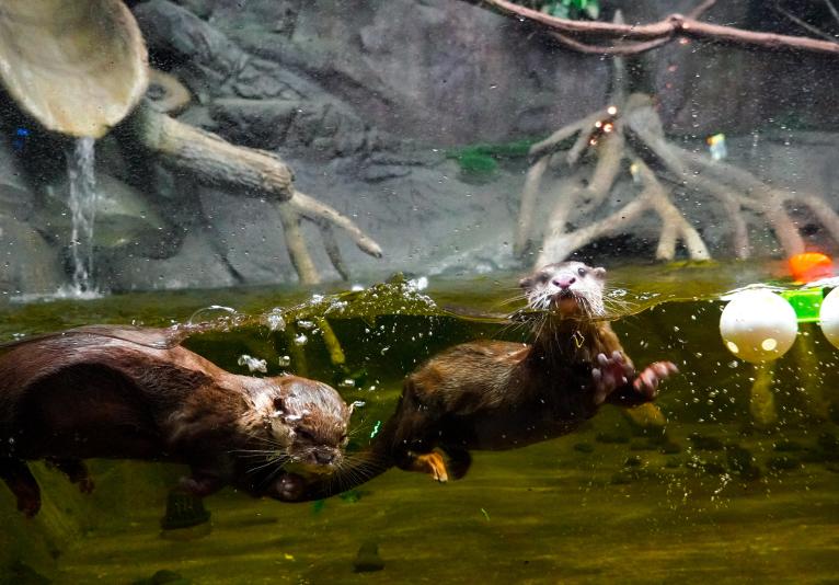 Otters