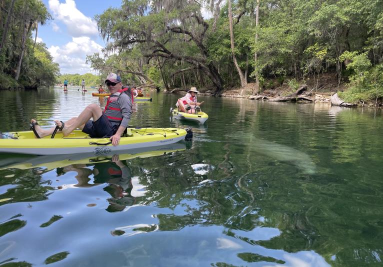 Guest viewing manatee