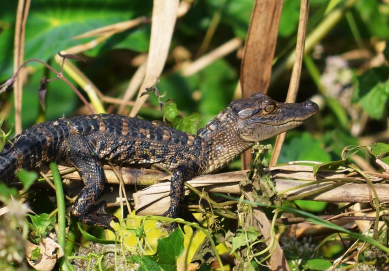 St. Johns River Eco Tour