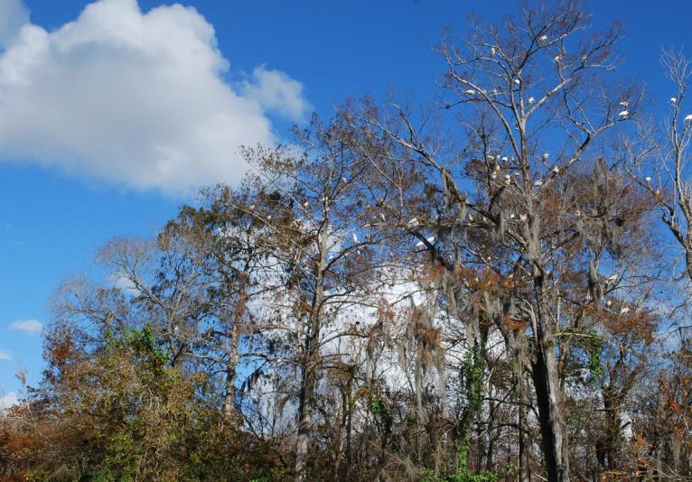 St. Johns River Eco Tour