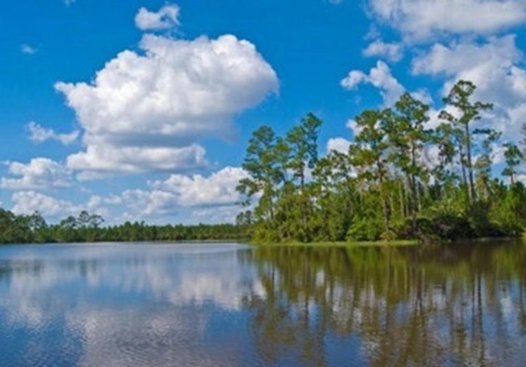 Tiger Bay State Forest