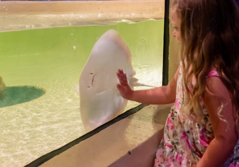 Touch Tank