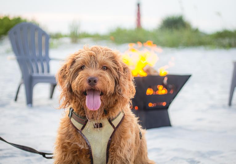 Daytona's New Dog Beach!