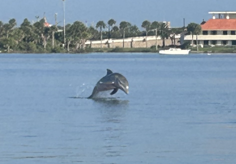 Dolphins playing in the river
