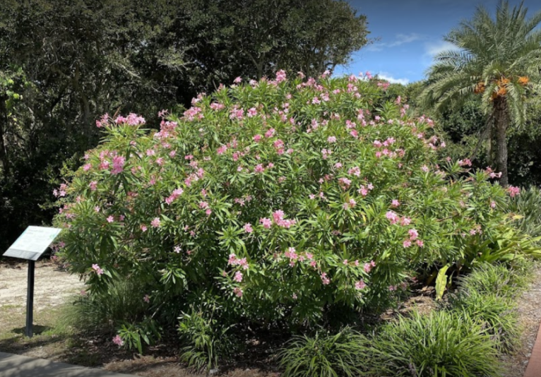 Timucuan Oaks Garden