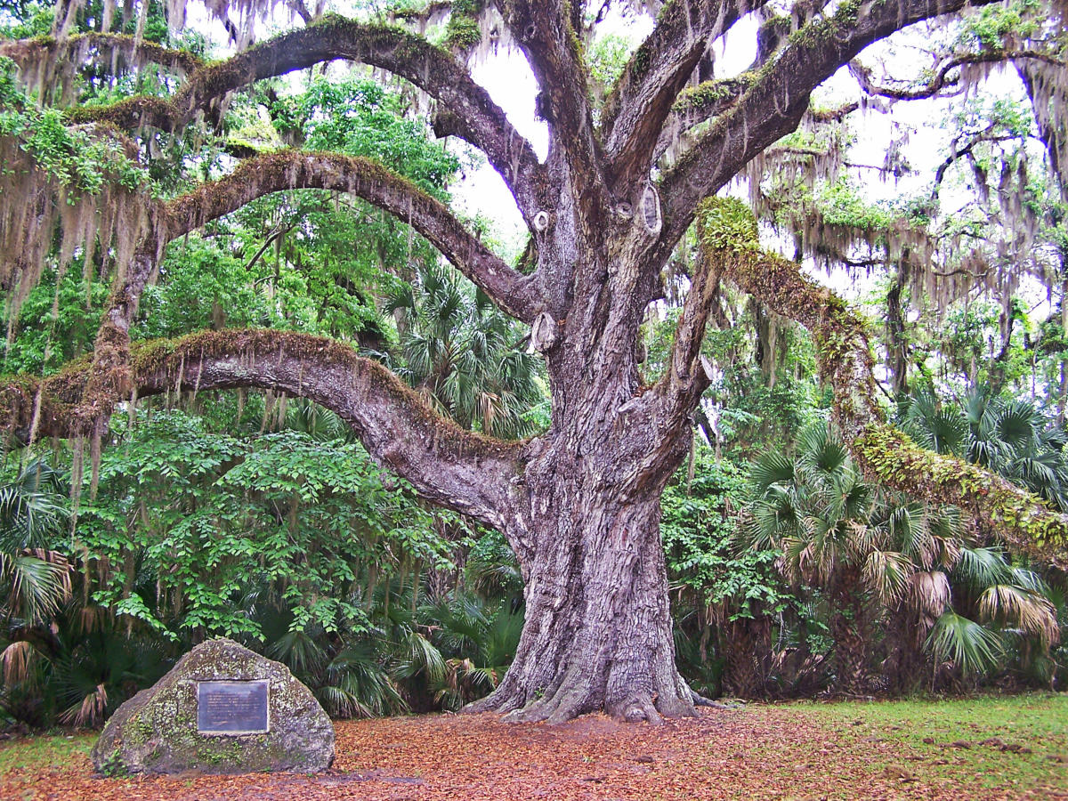 Fairchild Oak | Ormond Beach, FL 32174